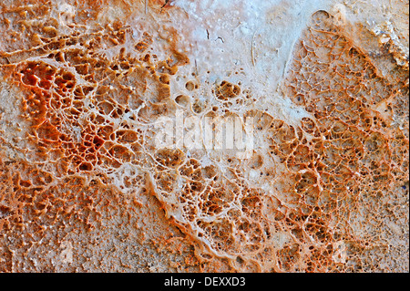 Tapis d'algues-bactérienne et les dépôts minéraux à un Hot spring, West Thumb Geyser Basin, Parc National de Yellowstone, Wyoming, USA Banque D'Images