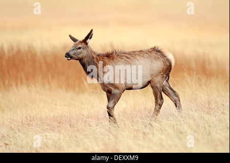 Jeune wapiti ou le wapiti (Cervus canadensis, Cervus elaphus canadensis), le Parc National de Yellowstone, Wyoming, USA Banque D'Images