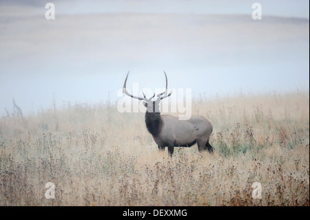 Ou Wapiti Wapiti (Cervus canadensis, Cervus elaphus canadensis), homme debout dans la brume du matin, le Parc National de Yellowstone Banque D'Images