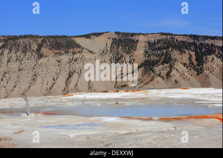 Terrasse principale, Hot spring de travertin, sinter terraces Mammoth Hot Springs, Parc National de Yellowstone, Wyoming, USA Banque D'Images