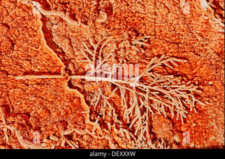 Tapis d'algues-bactérienne et les dépôts minéraux à un printemps chaud, Mammoth Hot Springs, Parc National de Yellowstone, Wyoming, USA Banque D'Images