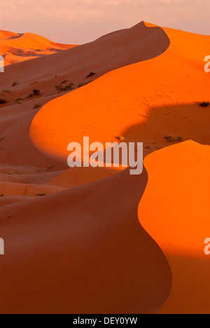 Les dunes de l'Erg Chebbi dans la lumière du soir, à l'extrémité ouest du désert du Sahara, Meknès-Tafilalet, Maroc, Afrique Banque D'Images