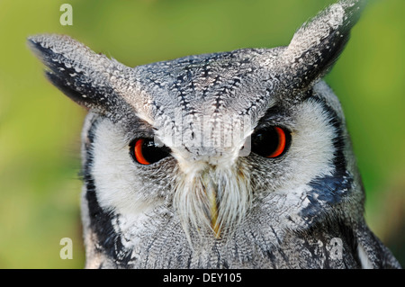 Le nord de l'Owl à face blanche ou white-faced Scops-Owl (Ptilopsis leucotis, Otus leucotis), portrait, originaire d'Afrique, en captivité Banque D'Images