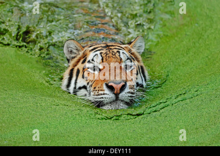 Tigre de Sibérie ou tigre de l'amour (Panthera tigris altaica) dans l'eau, originaire d'Asie, en captivité Banque D'Images