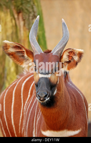 Ou Bongo Bongo Tragelaphus eurycerus (antilope, Tragelaphus euryceros euryceros, Taurotragus), originaire d'Afrique, en captivité Banque D'Images