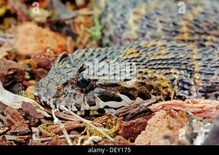 L'Irian Jayan Death Adder ou rugueux-scaled Death Adder (Acanthophis rugosus), serpent venimeux, portrait, originaire d'Indonésie Banque D'Images