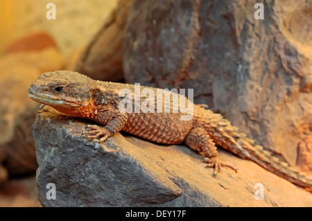 L'Afrique de l'est à queue épineuse, Nain Sungazer ou tropicales (Cordylus tropidosternum Girdled Lizard), originaire d'Afrique Banque D'Images