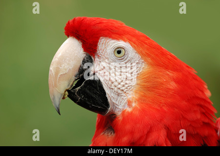 Ara rouge (Ara macao), portrait, originaire de l'Amérique du Sud, en captivité, Bergkamen, Rhénanie du Nord-Westphalie Banque D'Images