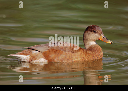 Canard à bec jaune (Anas undulata undulata), originaire d'Afrique, en captivité Banque D'Images