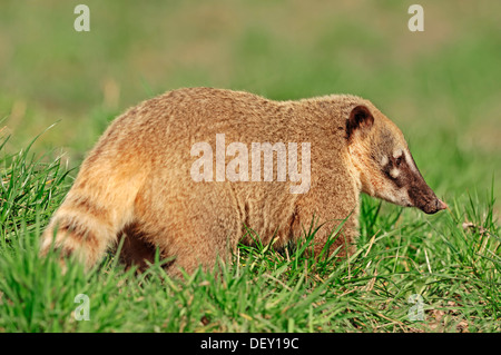 South American Coati ou ring-tailed coati (Nasua nasua), originaire d'Amérique du Sud, en captivité, Rhénanie du Nord-Westphalie Banque D'Images