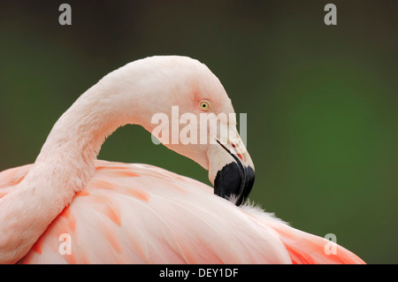 Flamant du Chili (Phoenicopterus chilensis), lissage, lui-même originaire de l'Amérique du Sud, en captivité Banque D'Images