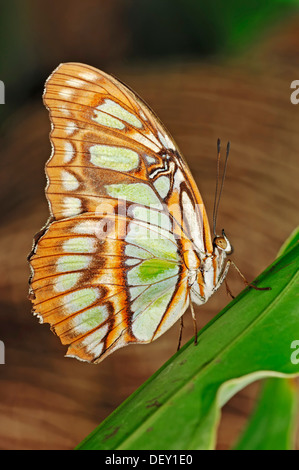 Siproeta stelenes Malachite (papillon), originaire d'Amérique du Sud, en captivité, Pays-Bas, Europe Banque D'Images