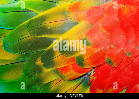 Les arlequins Macaw (Ara macao Ara chloroptera x), un hybride entre un ara rouge et vert-winged Macaw, détail du plumage Banque D'Images