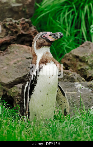 Manchot de Humboldt ou Pingouin péruvien (Spheniscus humboldti), originaire d'Amérique du Sud, en captivité Banque D'Images