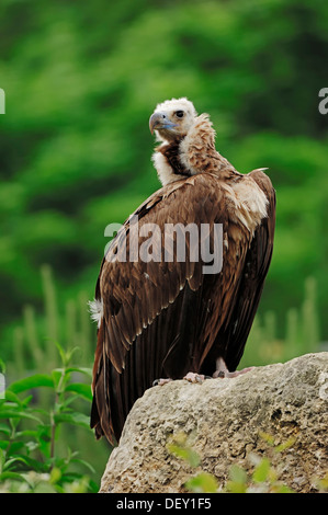 Cinereous Vulture vautour moine, ou Black eurasien (Coprinus monachus), Espagne, Europe Banque D'Images