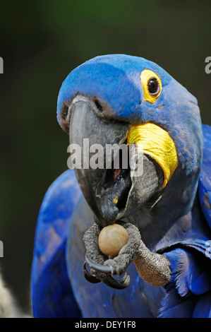 Anodorhynchus hyacinthinus Hyacinth Macaw (), portrait, originaire de l'Amérique du Sud, en captivité Banque D'Images