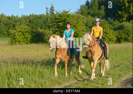 Deux rider sur dos de chevaux Haflinger équitation out Banque D'Images