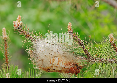 Processionnaire du pin (Thaumetopoea pityocampa), Caterpillar web, Provence, Sud de France, France, Europe Banque D'Images