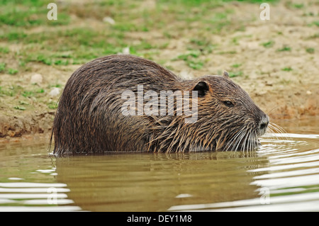 Ragondin Rat River, ou le ragondin (Myocastor coypus), Camargue, Provence, Sud de France, France, Europe Banque D'Images