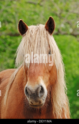 Noriker Horse, cheval de trait ou de Pinzgauer (Equus ferus caballus), portrait, Rhénanie du Nord-Westphalie Banque D'Images