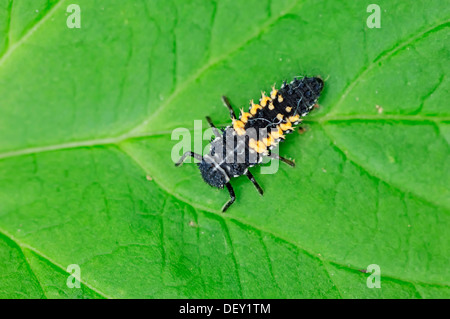 Coccinelle asiatique (Harmonia axyridis), la larve, la Rhénanie du Nord-Westphalie Banque D'Images