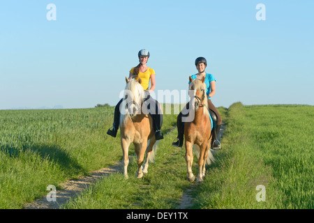 Deux rider sur dos de chevaux Haflinger équitation out Banque D'Images