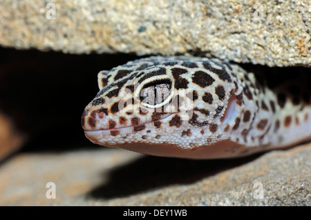 Le gecko léopard (Eublepharis macularius), originaire d'Asie, en captivité, Rhénanie du Nord-Westphalie Banque D'Images