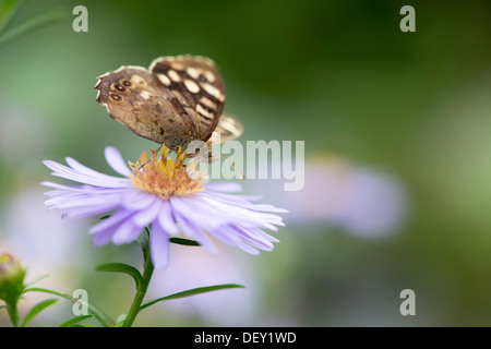 Papillon Bois mouchetée (Pararge aegeria) - UK Banque D'Images