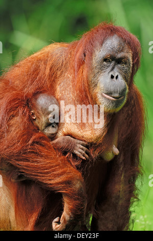 L'orang-outan de Sumatra (Pongo pygmaeus abelii, Pongo abelii), femme avec les jeunes autochtones, à Sumatra, en Asie, en captivité Banque D'Images