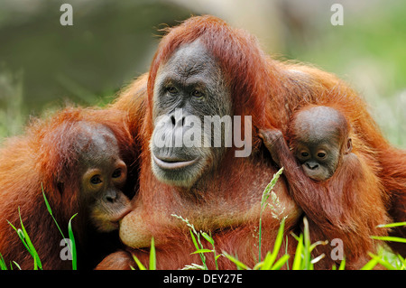 L'orang-outan de Sumatra (Pongo pygmaeus abelii, Pongo abelii), Femme avec youngs, originaire de Sumatra, en Asie, en captivité Banque D'Images