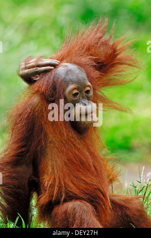L'orang-outan de Sumatra (Pongo pygmaeus abelii, Pongo abelii), juvénile, originaire de Sumatra, en Asie, en captivité Banque D'Images