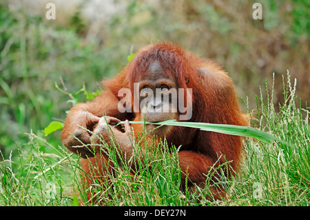 L'orang-outan de Sumatra (Pongo pygmaeus abelii, Pongo abelii), juvénile, originaire de Sumatra, en Asie, en captivité Banque D'Images