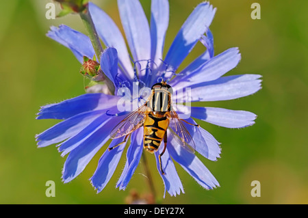 Helophilus pendulus Hoverfly (rayures) sur des chicorées (Cichorium intybus), Rhénanie du Nord-Westphalie Banque D'Images