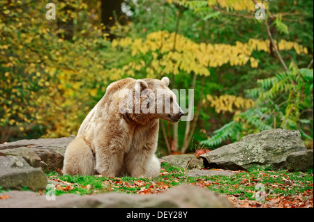 République Brown Bear (Ursus arctos syriacus), originaire de la région du Caucase, en captivité Banque D'Images