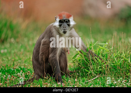 Red-capped Mangabey couronné Mangabey, cerisier ou Mangabey à collier blanc (Cercocebus torquatus), femme, originaire d'Afrique Banque D'Images