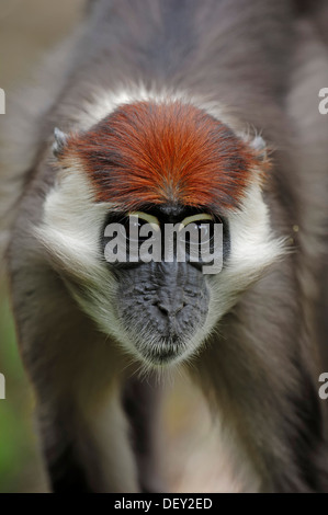 Red-capped Mangabey couronné Mangabey, cerisier ou Mangabey à collier blanc (Cercocebus torquatus), femme, originaire d'Afrique Banque D'Images