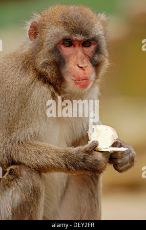 Macaque japonais ou Snow Monkey (Macaca fuscata), originaire du Japon, en captivité Banque D'Images