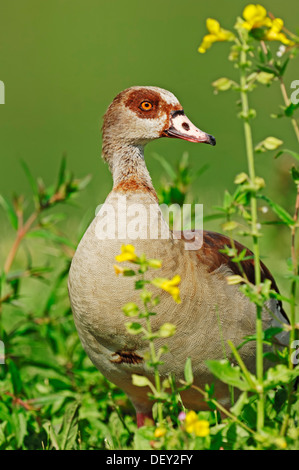 Egyptian goose (Alopochen aegyptiacus), originaire de l'Afrique, d'Amérique du Nord - Westphalie Banque D'Images