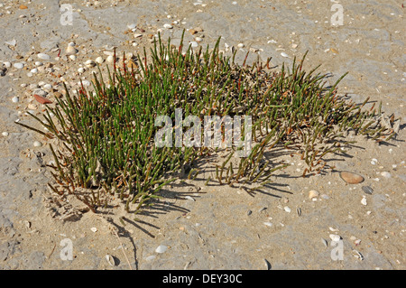 La salicorne (Salicornia europaea), Camargue, Provence, Sud de France, France, Europe Banque D'Images