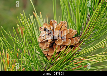 European pin noir (Pinus nigra), pin cône sur l'arbre, Provence, Sud de France, France, Europe Banque D'Images