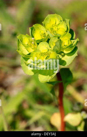 L'euphorbe ésule Sun ou folle (Euphorbia helioscopia du lait), Provence, Sud de France, France, Europe Banque D'Images