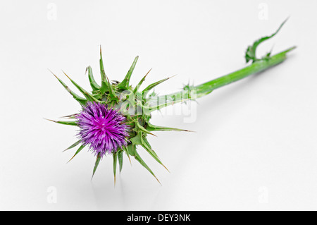 Le chardon-Marie (Silybum marianum) Banque D'Images