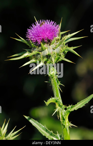 Le chardon-Marie (Silybum marianum), Provence, Sud de France, France, Europe Banque D'Images