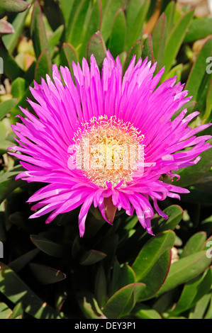 Sourfig Elandssuurvy ou elands, Sally-mon-beau (Carpobrotus acinaciformis), Provence, Sud de France, France, Europe Banque D'Images