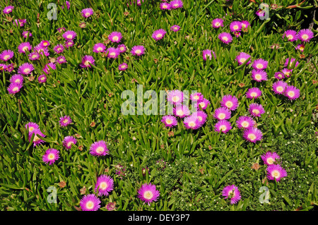 Sourfig Elandssuurvy ou elands, Sally-mon-beau (Carpobrotus acinaciformis), Provence, Sud de France, France, Europe Banque D'Images