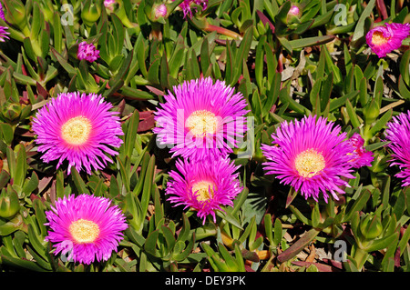 Sourfig Elandssuurvy ou elands, Sally-mon-beau (Carpobrotus acinaciformis), Provence, Sud de France, France, Europe Banque D'Images