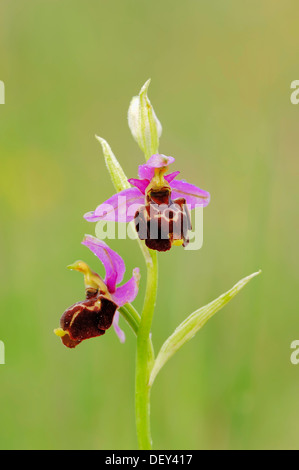 Faux-abeille Bécasse bécasse ou orchidée Orchid (Ophrys linearis, Ophrys pseudoscolopax), Provence, Sud de France, France, Europe Banque D'Images