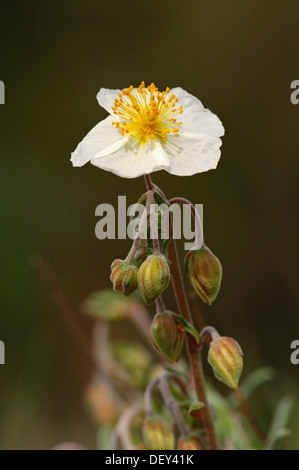 White Rock-rose (Helianthemum apenninum), Provence, Sud de France, France, Europe Banque D'Images