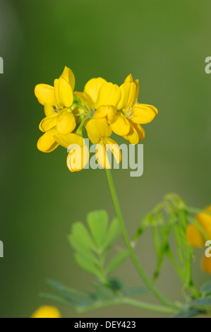 Méditerranée (Crownvetch Coronilla valentina subspec. Glauca, coronilla glauca), Provence, Sud de France, France, Europe Banque D'Images