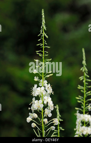 White Rosebay Willowherb (Epilobium angustifolium var album), Rhénanie du Nord-Westphalie Banque D'Images